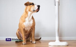 Koirakodin siivousrutiini tehokkaalla varsi‑imurilla ja mikrokuituliinalla tassunjäljistä ja karvoista siistinä