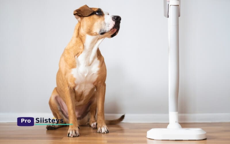 Koirakodin siivousrutiini tehokkaalla varsi‑imurilla ja mikrokuituliinalla tassunjäljistä ja karvoista siistinä